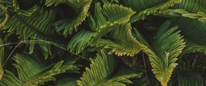 Preview wallpaper fern, green, macro, leaves, plant