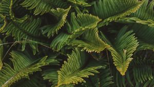 Preview wallpaper fern, green, macro, leaves, plant