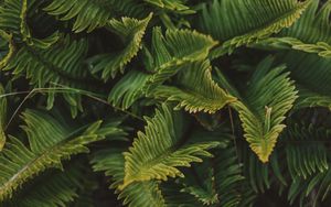 Preview wallpaper fern, green, macro, leaves, plant