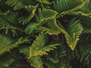 Preview wallpaper fern, green, macro, leaves, plant