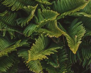 Preview wallpaper fern, green, macro, leaves, plant