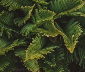 Preview wallpaper fern, green, macro, leaves, plant