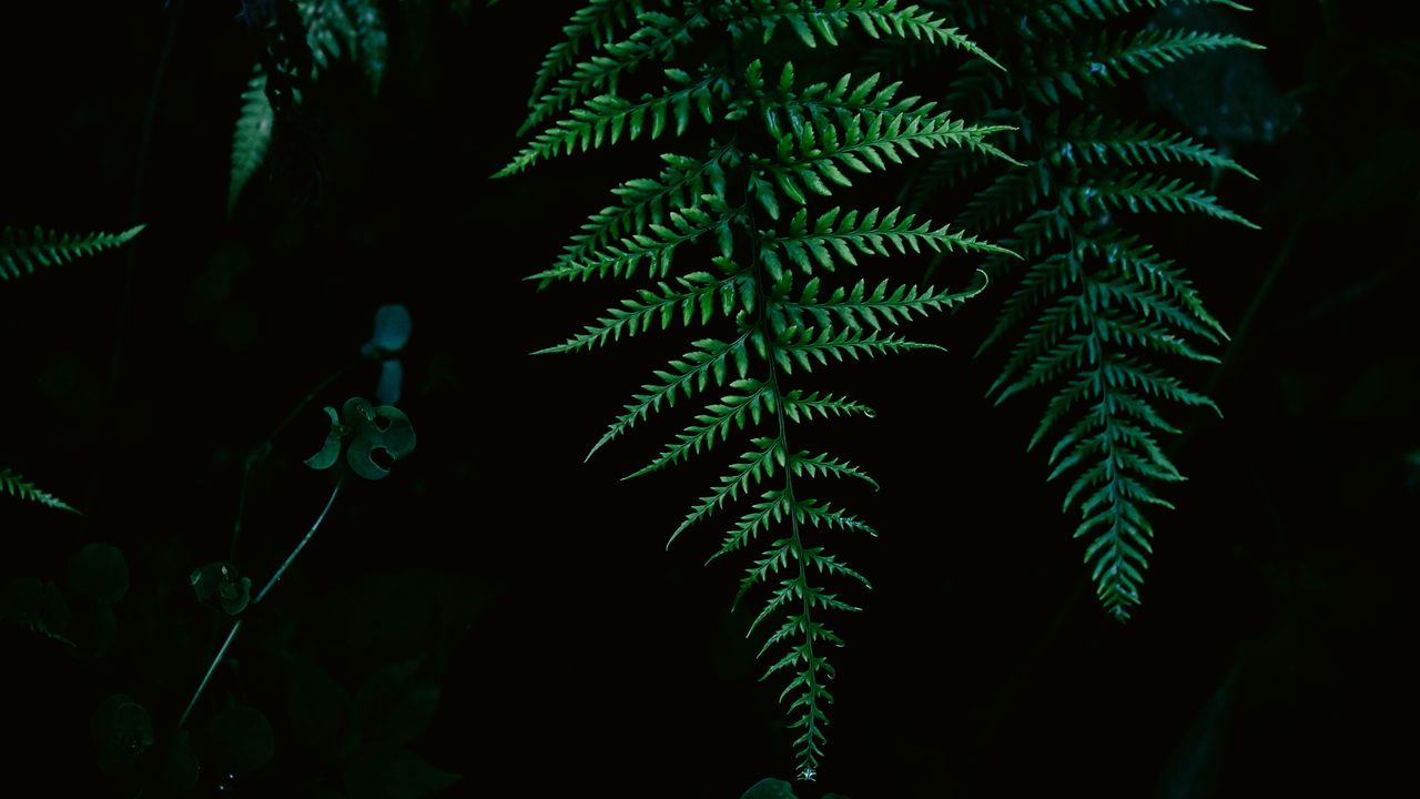 Wallpaper fern, greenery, leaf, macro