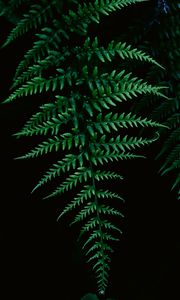 Preview wallpaper fern, greenery, leaf, macro