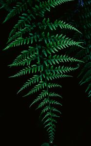 Preview wallpaper fern, greenery, leaf, macro