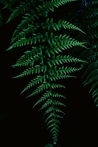 Preview wallpaper fern, greenery, leaf, macro
