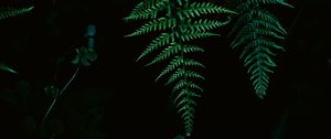 Preview wallpaper fern, greenery, leaf, macro