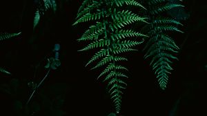 Preview wallpaper fern, greenery, leaf, macro