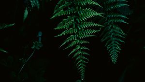 Preview wallpaper fern, greenery, leaf, macro