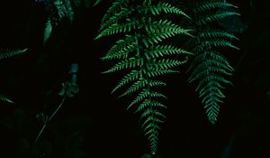 Preview wallpaper fern, greenery, leaf, macro