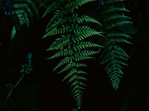 Preview wallpaper fern, greenery, leaf, macro