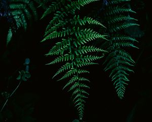 Preview wallpaper fern, greenery, leaf, macro