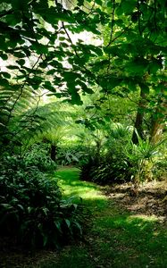 Preview wallpaper fern hollow, fern, trees, grass, green