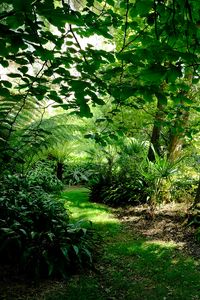 Preview wallpaper fern hollow, fern, trees, grass, green