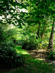 Preview wallpaper fern hollow, fern, trees, grass, green