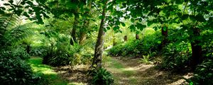 Preview wallpaper fern hollow, fern, trees, grass, green