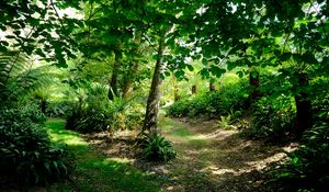 Preview wallpaper fern hollow, fern, trees, grass, green