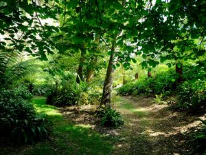 Preview wallpaper fern hollow, fern, trees, grass, green