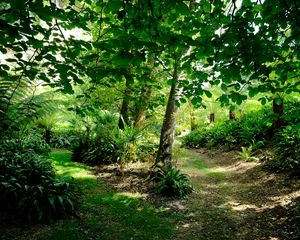 Preview wallpaper fern hollow, fern, trees, grass, green