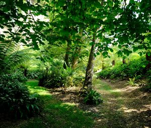 Preview wallpaper fern hollow, fern, trees, grass, green