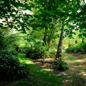 Preview wallpaper fern hollow, fern, trees, grass, green