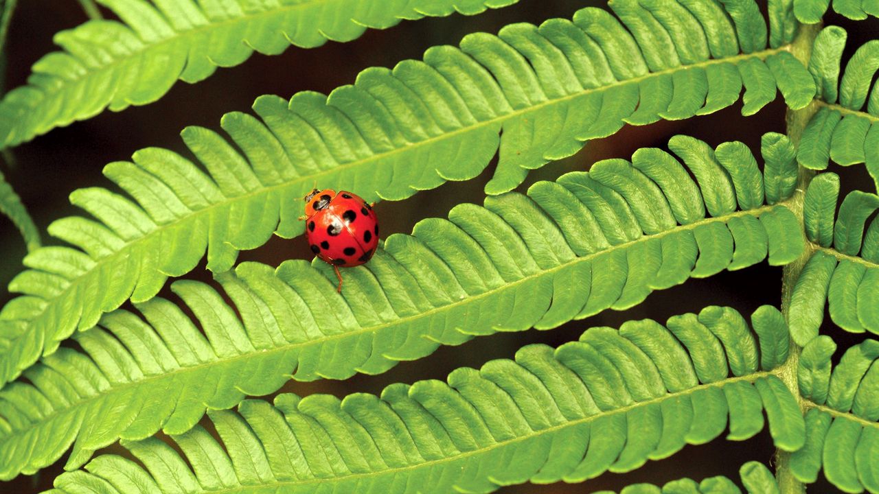 Wallpaper fern, ladybug, insect, leaves, plant