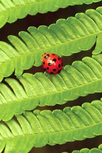 Preview wallpaper fern, ladybug, insect, leaves, plant