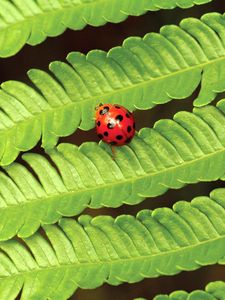 Preview wallpaper fern, ladybug, insect, leaves, plant