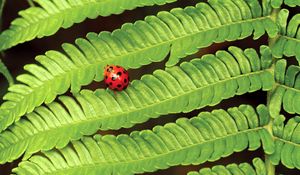 Preview wallpaper fern, ladybug, insect, leaves, plant