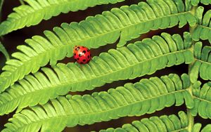 Preview wallpaper fern, ladybug, insect, leaves, plant