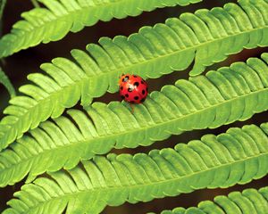 Preview wallpaper fern, ladybug, insect, leaves, plant