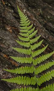 Preview wallpaper fern, leaf, bark, macro