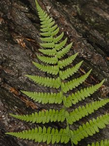 Preview wallpaper fern, leaf, bark, macro