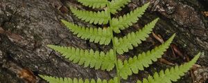 Preview wallpaper fern, leaf, bark, macro