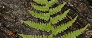 Preview wallpaper fern, leaf, bark, macro