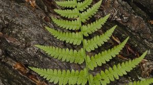 Preview wallpaper fern, leaf, bark, macro