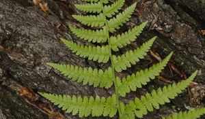 Preview wallpaper fern, leaf, bark, macro