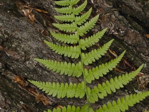 Preview wallpaper fern, leaf, bark, macro