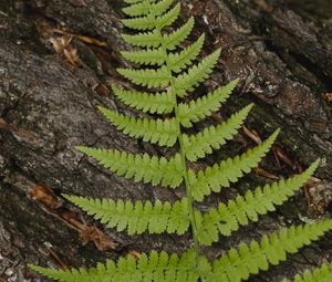 Preview wallpaper fern, leaf, bark, macro