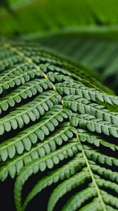 Preview wallpaper fern, leaf, branch, plant, macro