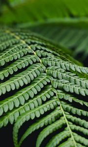 Preview wallpaper fern, leaf, branch, plant, macro