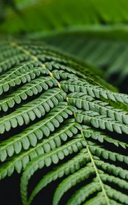 Preview wallpaper fern, leaf, branch, plant, macro