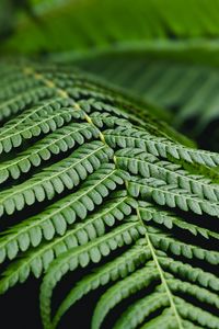 Preview wallpaper fern, leaf, branch, plant, macro
