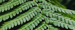 Preview wallpaper fern, leaf, branch, plant, macro