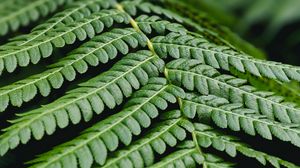 Preview wallpaper fern, leaf, branch, plant, macro
