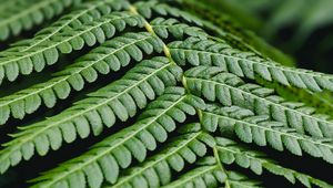 Preview wallpaper fern, leaf, branch, plant, macro