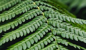 Preview wallpaper fern, leaf, branch, plant, macro