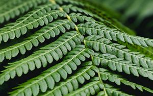 Preview wallpaper fern, leaf, branch, plant, macro