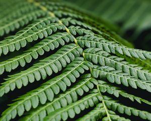 Preview wallpaper fern, leaf, branch, plant, macro