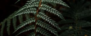Preview wallpaper fern, leaf, bushes, dark